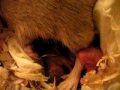 Baby Gerbils - Day 3, #3
