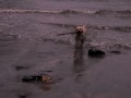 Gandhi en la playa de Tauran