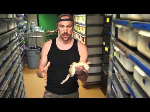 YouTube reptile video