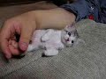 sleepy kitten
