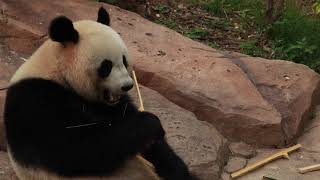Панда в cафари-парке Чимелонг в Гуанчжоу