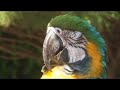 Cougar Mountain Zoo - Birds!
