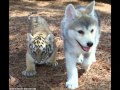 For my tiger.wmv