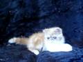 videos de CHARLIE KAM CATTERY 2