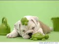 Cats and Dogs