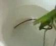 寄生されたカマキリ