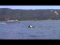YouTube - Does your horse do water ????