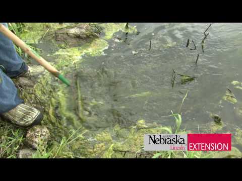 video-linktoworks-Controlling Algae and Weeds in a Pond