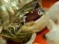 autopsia a un gallo!!!!