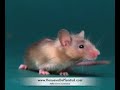 Videos reflexiones diarias - el Raton y su amigo - anecdotas