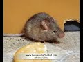 Videos reflexiones diarias - el Raton y su amigo - anecdotas