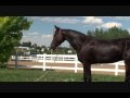 videos de LEGEND: Half-Friesian Looking for Parelli Partner, or ...