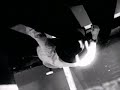 The Acrobat