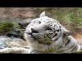 Animals of the Montgomery Zoo Video in HD