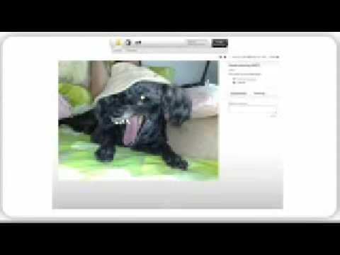 Immagine anteprima YouTube