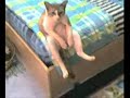Котяра в депрессии