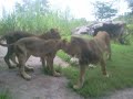 2 Lioness\ 2 Lioness\