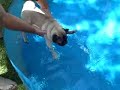 Magda's First Swim July 4, 2008