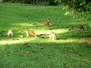 Costa Rica titi monkeys  8