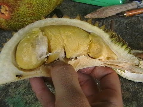 Bao Sheng Durian Farm Eating Red Prawn Durian
