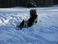 Push and Kava play in snow 12.6.09.MOV