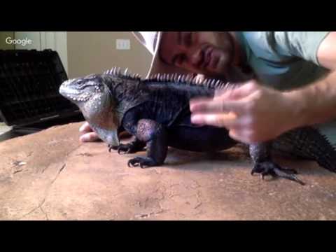 YouTube reptile video