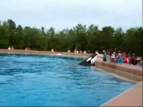 Orca Whale Splash Show at Marineland Canada