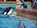 Orca Whale Splash Show at Marineland Canada