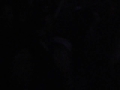 Directo Tour Marea Parque Castrelos (Vigo) 2007