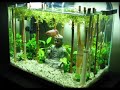 Fishtank Evolution