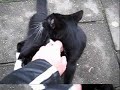 andere poes