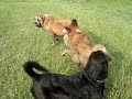 Ares der Rottweiler