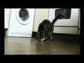 funny cats 4