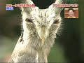 See more great viral and funny videos at www.angryclam.com