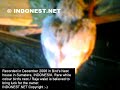 燕窝王, Raja burung walet, white bird's nest in Indonesia 燕窝王, Raja burung walet, white bird's nest in Indonesia