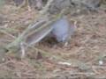 Squirrels!