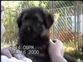 German Shepherd puppies sing the blues