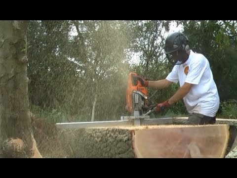 how to cure oak logs
