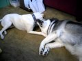 title="Dog