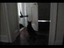 Kitty Vs Hair Drier Kitty Vs Hair Drier