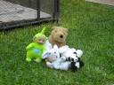 teletubbie suicida 4 teletubbie suicida 4