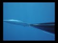 spearfishing wahoo n.s.y.g style