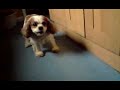 Sock puppet vs Dog