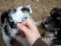 8 week old schnauzer puppies 