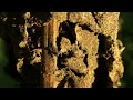 Red Ants of KwaZulu Natal