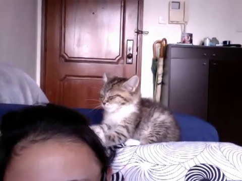 Kitten Head Massage.