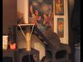 videos de persian cats playing