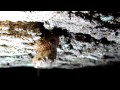 Click here to watch this video Cicada eclosing - Gainesville, FL - May, 23, 2012