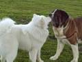2008-12-30 | Hardy the Samoyed Puppy plays with Friends ~> Hardy plays with his friend Danny, the Irish Setter, and Barkley, the Saint Bernard. ... (01:38)