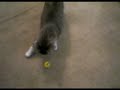 ボール猫動画